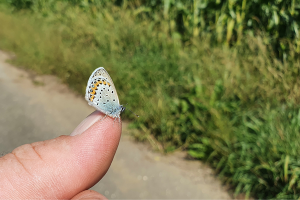 Schmetterling an der Landebahn